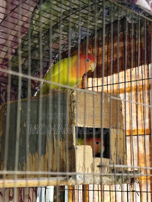 Love Bird ( লাভ বার্ড )