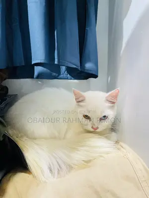 6-12 Months Female Purebred Persian Cat