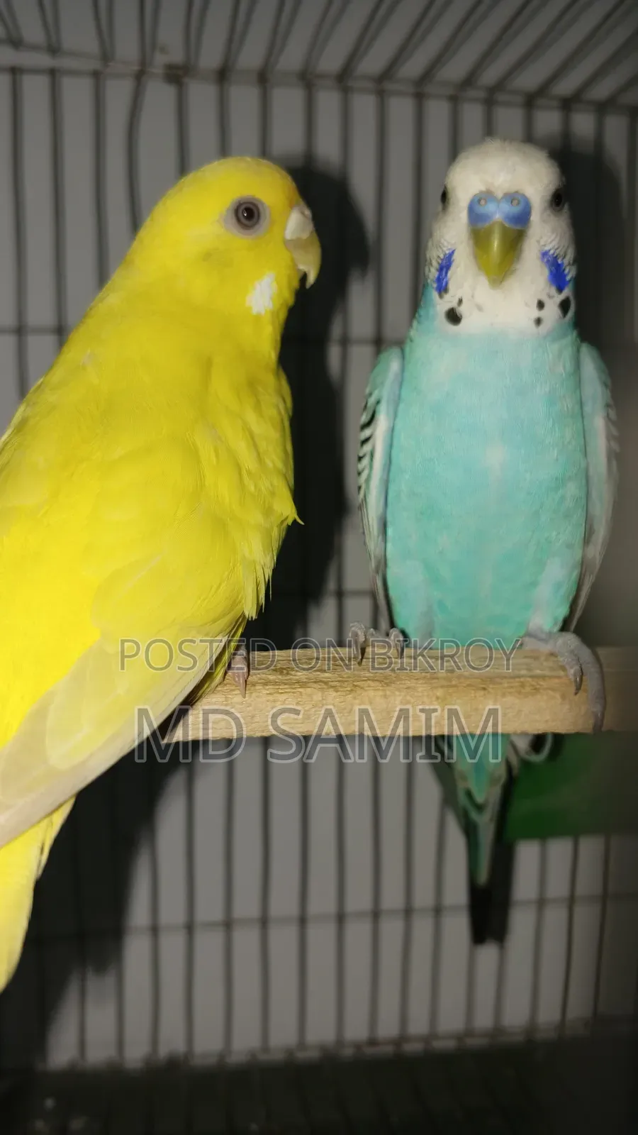 One pair of Budgerigar birds for sale including cage