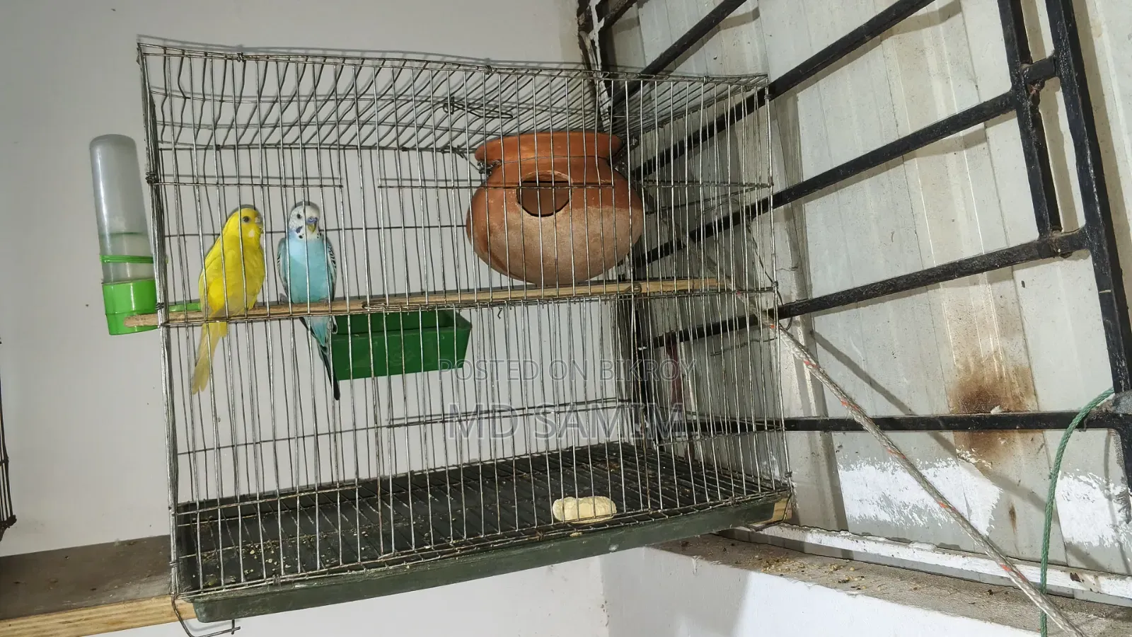One pair of Budgerigar birds for sale including cage