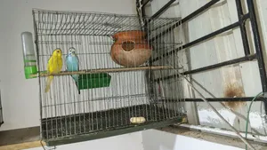 One pair of Budgerigar birds for sale including cage