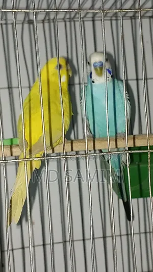 One pair of Budgerigar birds for sale including cage