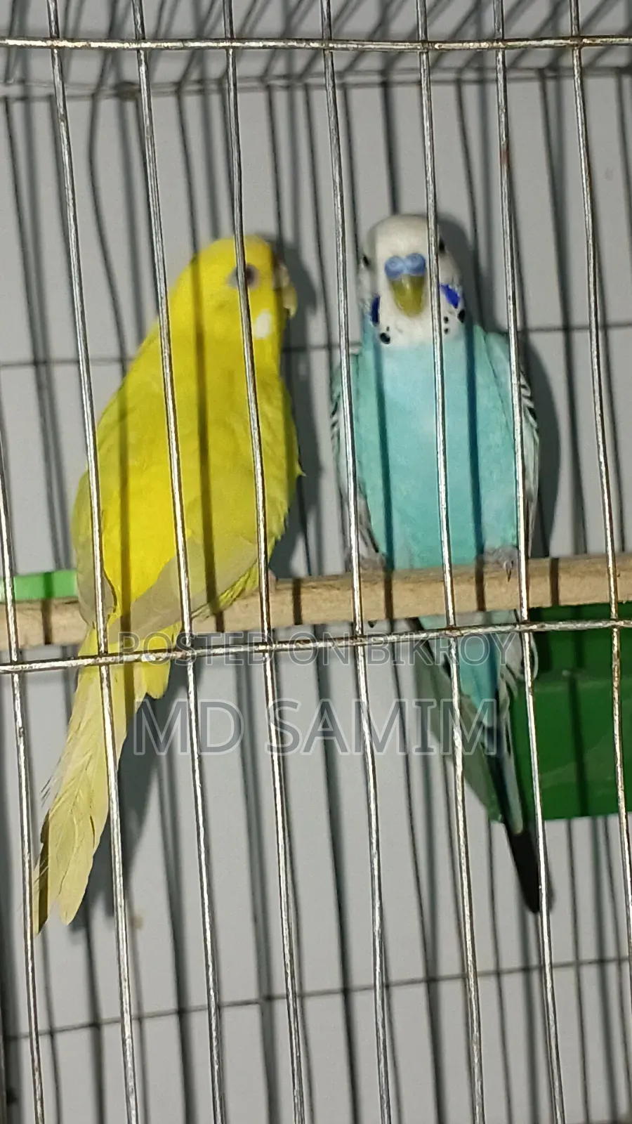 One pair of Budgerigar birds for sale including cage