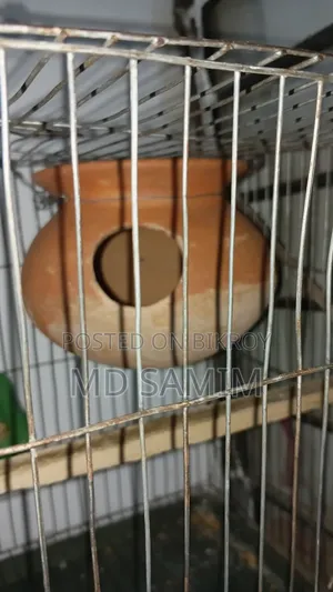 One pair of Budgerigar birds for sale including cage