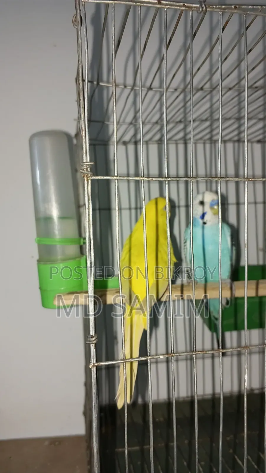 One pair of Budgerigar birds for sale including cage