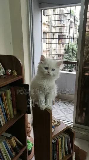 1-3 Months Male Purebred Persian
