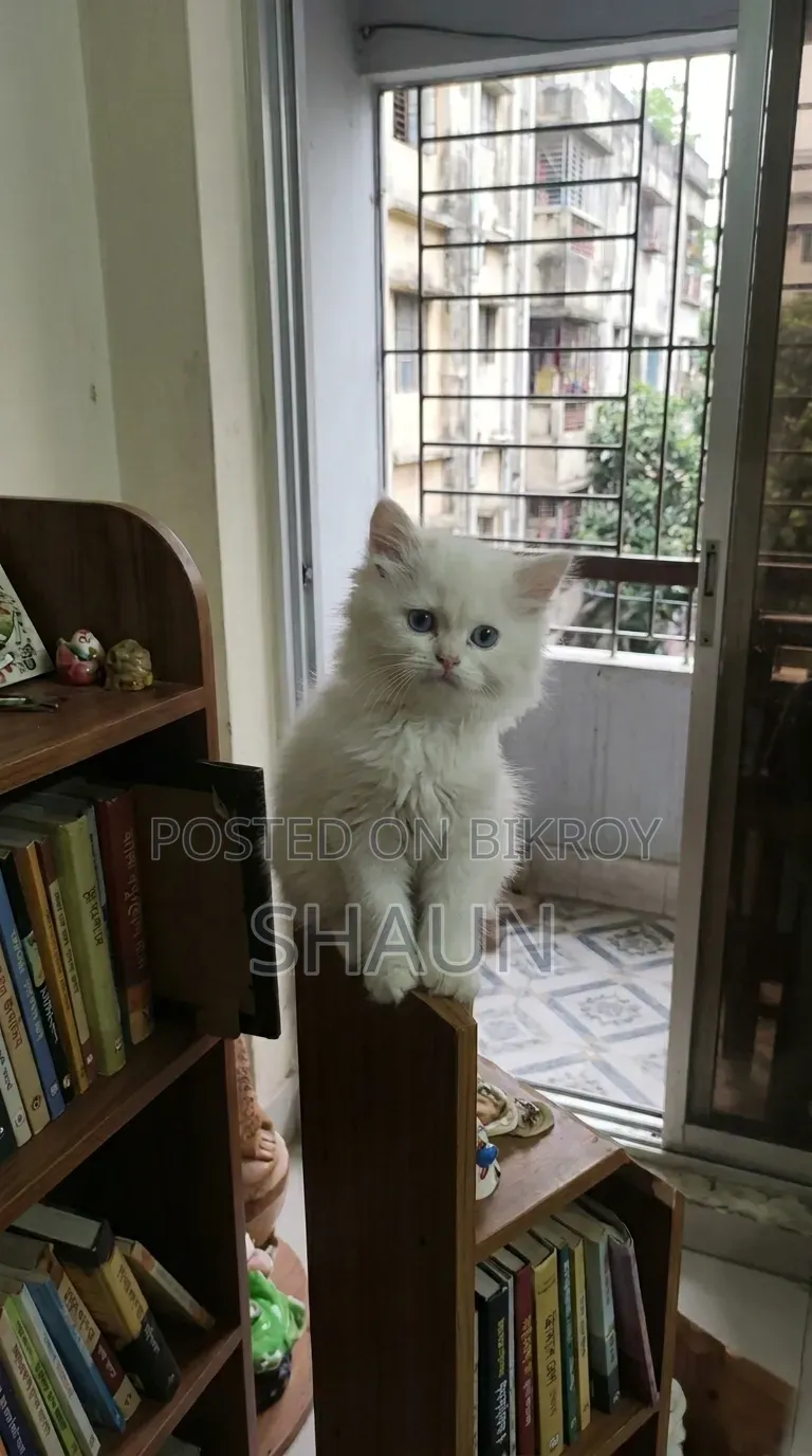 1-3 Months Male Purebred Persian