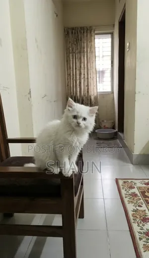 1-3 Months Male Purebred Persian