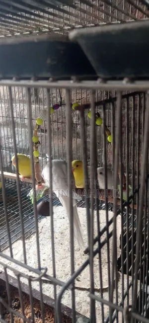 Budgerigar Birds