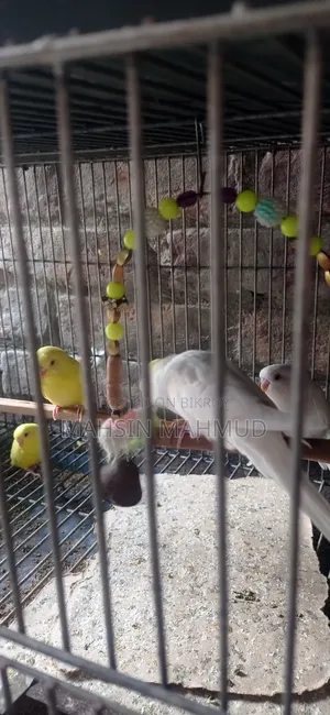 Budgerigar Birds