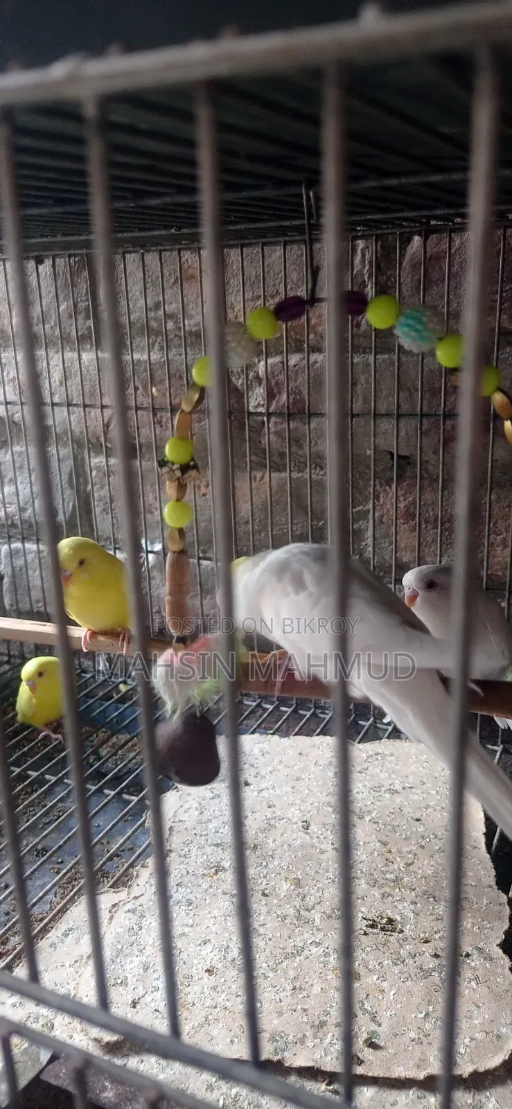 Budgerigar Birds
