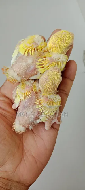 Love Bird Tame Size Baby