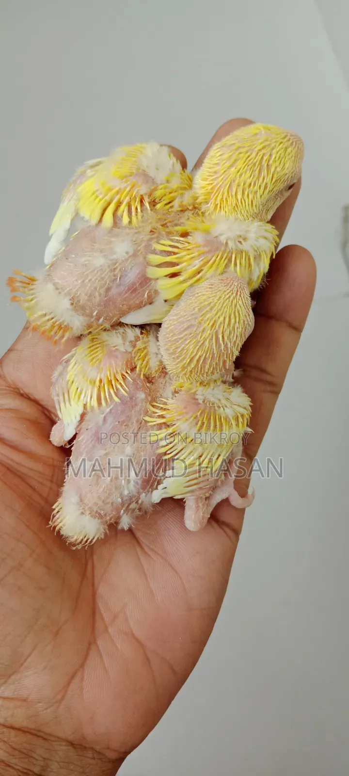 Love Bird Tame Size Baby