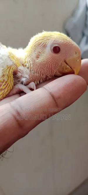 Love Bird Tame Size Baby