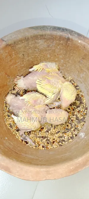 Love Bird Tame Size Baby