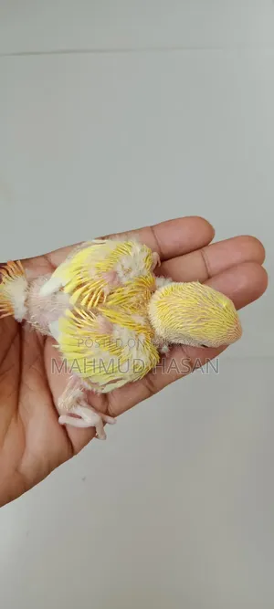 Love Bird Tame Size Baby
