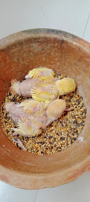 Love Bird Tame Size Baby