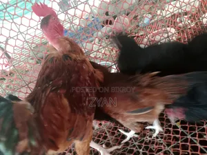 Deshi Chicken
