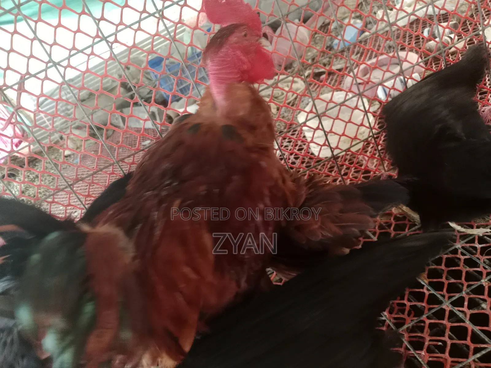 দেশি মুরগি