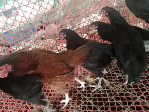দেশি মুরগি