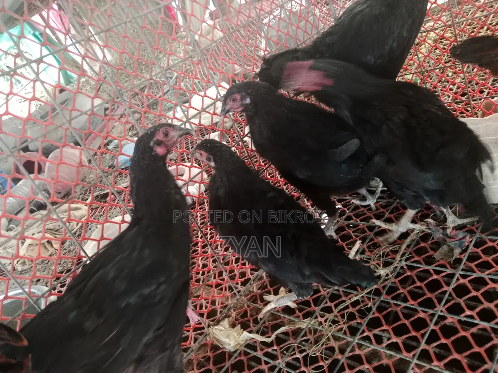 দেশি মুরগি