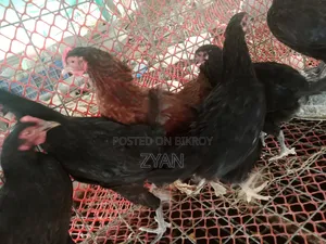 দেশি মুরগি