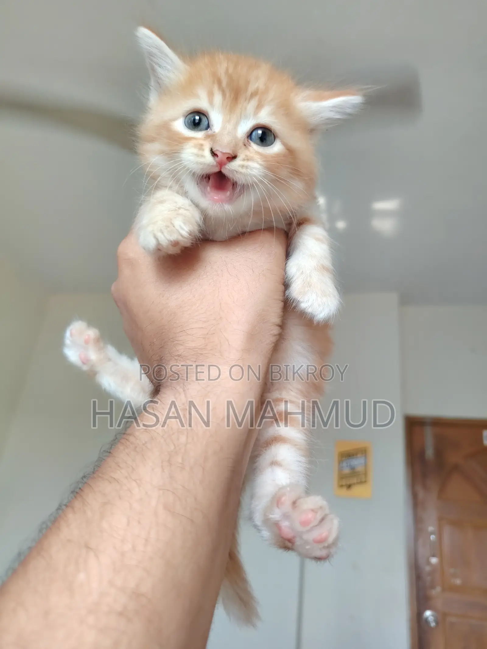 0-1 Month Male Purebred Persian