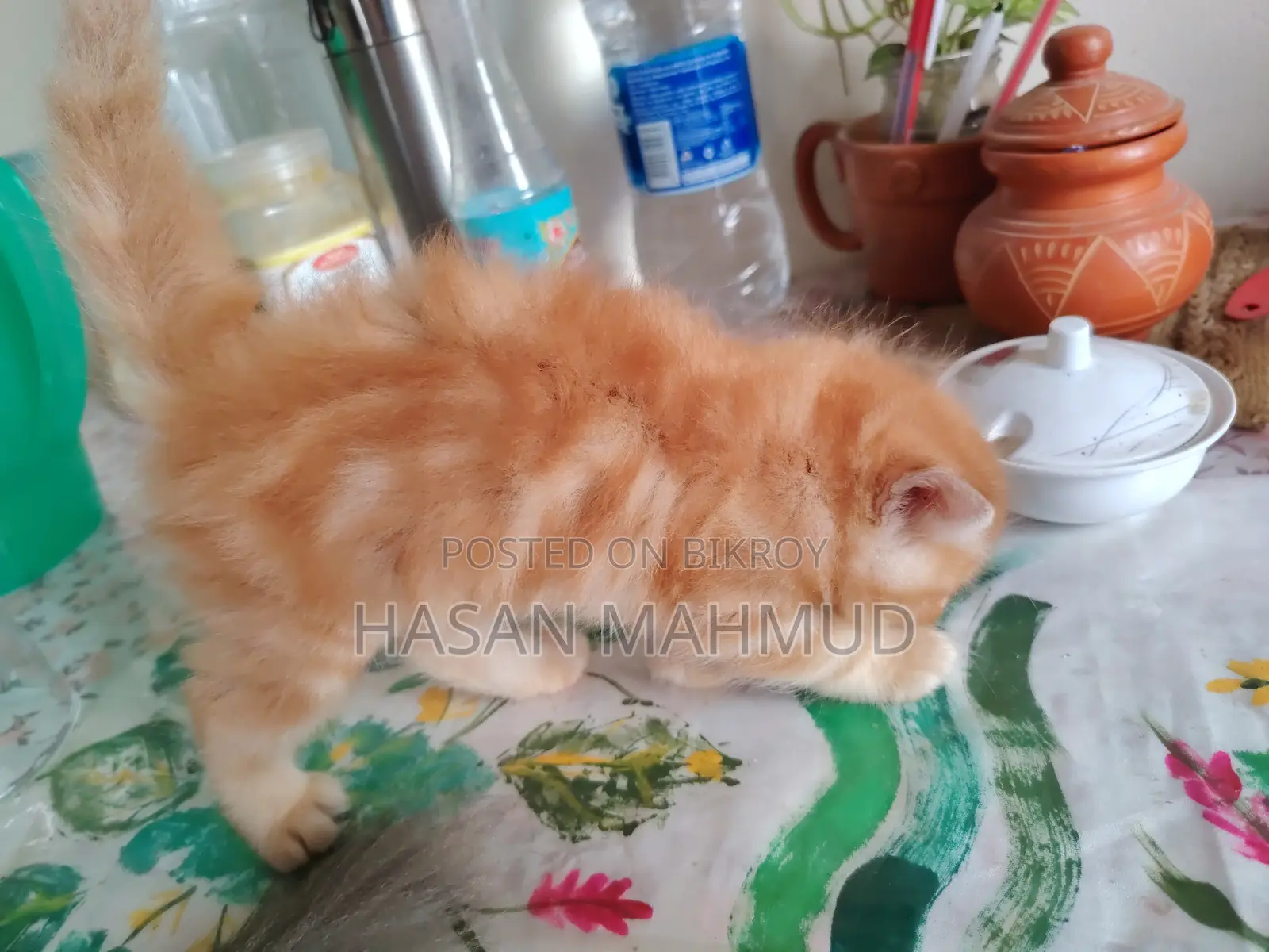 0-1 Month Male Purebred Persian