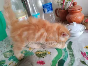 0-1 Month Male Purebred Persian