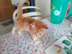 0-1 Month Male Purebred Persian