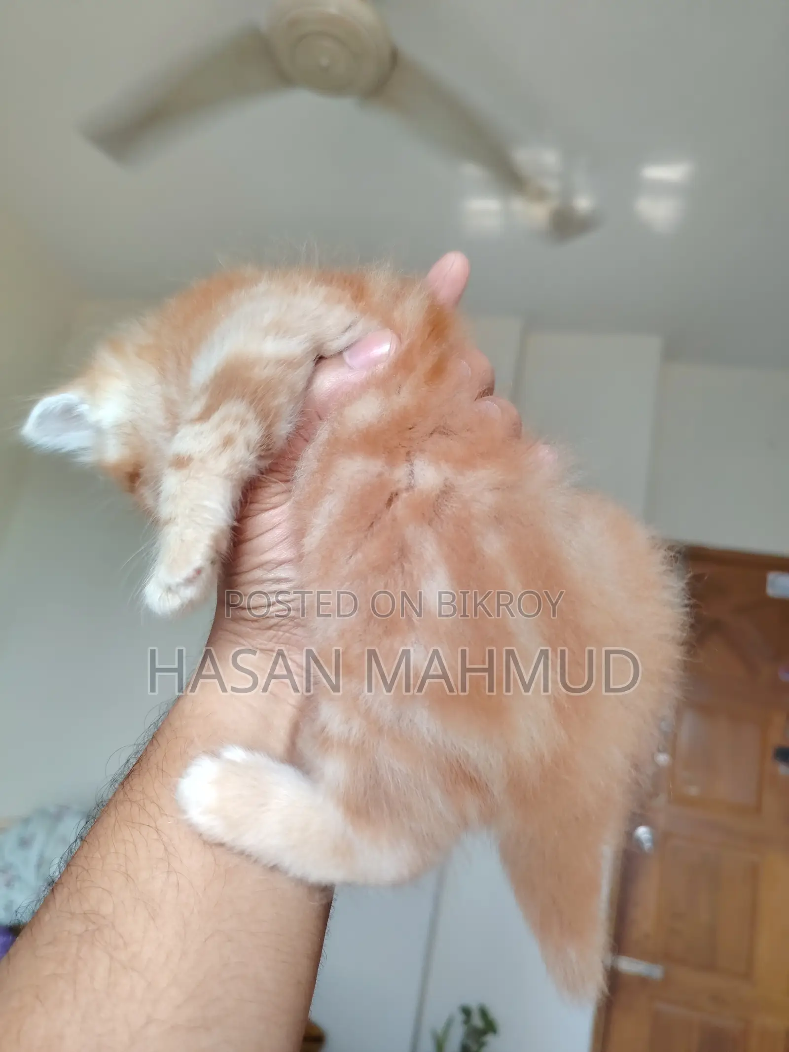 0-1 Month Male Purebred Persian