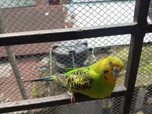 Fully Tame Running Female Budgie for Sale
