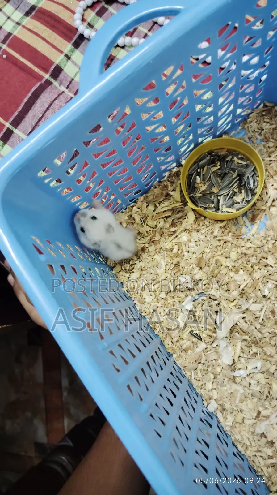 Winter White Hamster (Tame Size Baby)