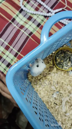 Winter White Hamster (Tame Size Baby)