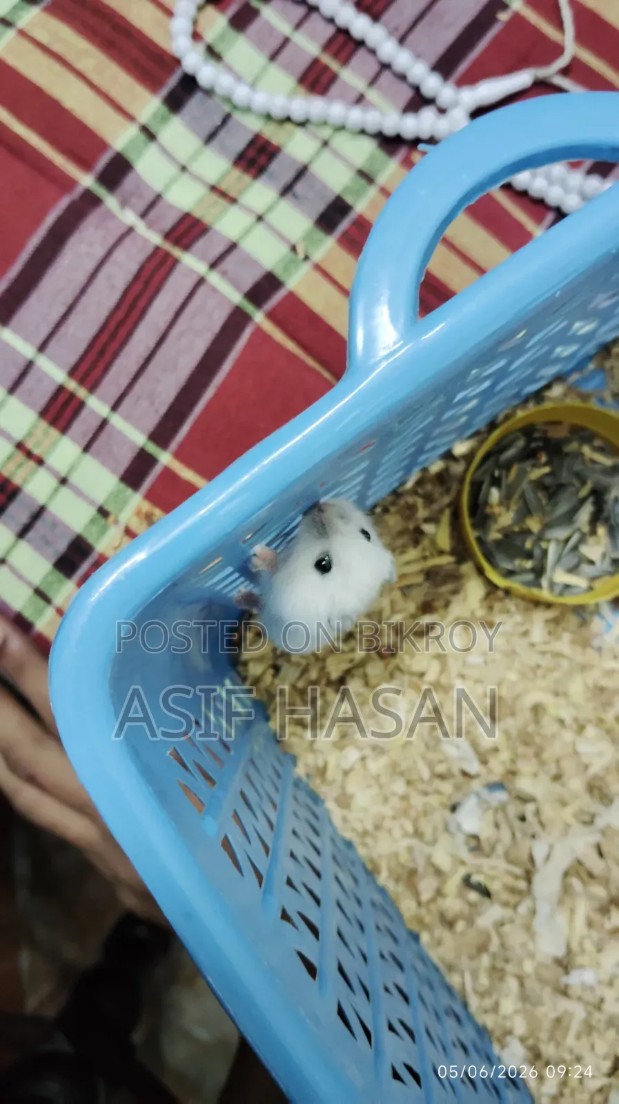 Winter White Hamster (Tame Size Baby)