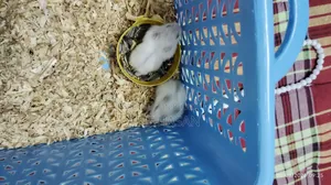 Winter White Hamster (Tame Size Baby)