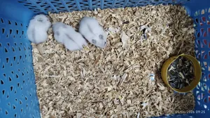 Winter White Hamster (Tame Size Baby)