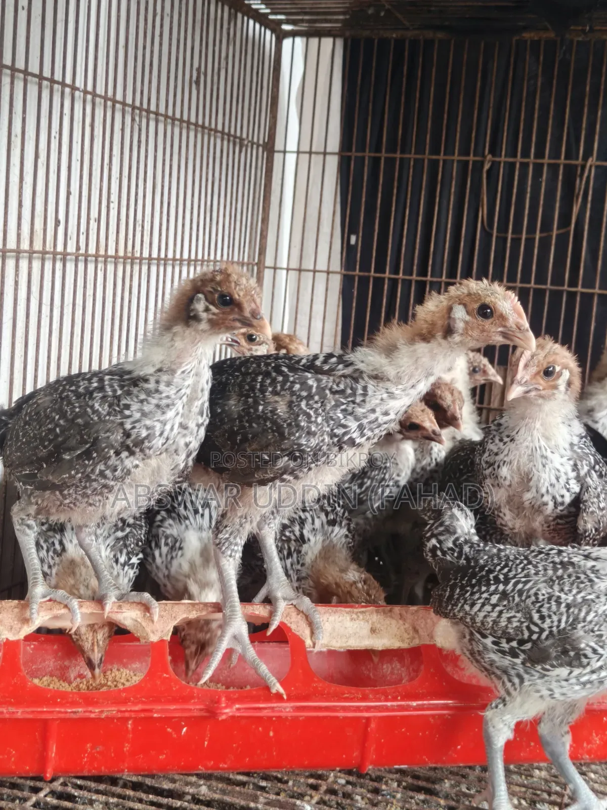 মিশরীয় ফাওমি মুরগীর বাচ্চা