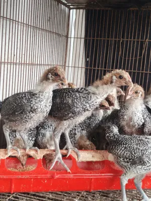 মিশরীয় ফাওমি মুরগীর বাচ্চা
