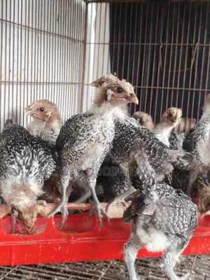 মিশরীয় ফাওমি মুরগীর বাচ্চা