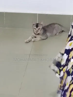 1-3 months Male Purebred Bengal