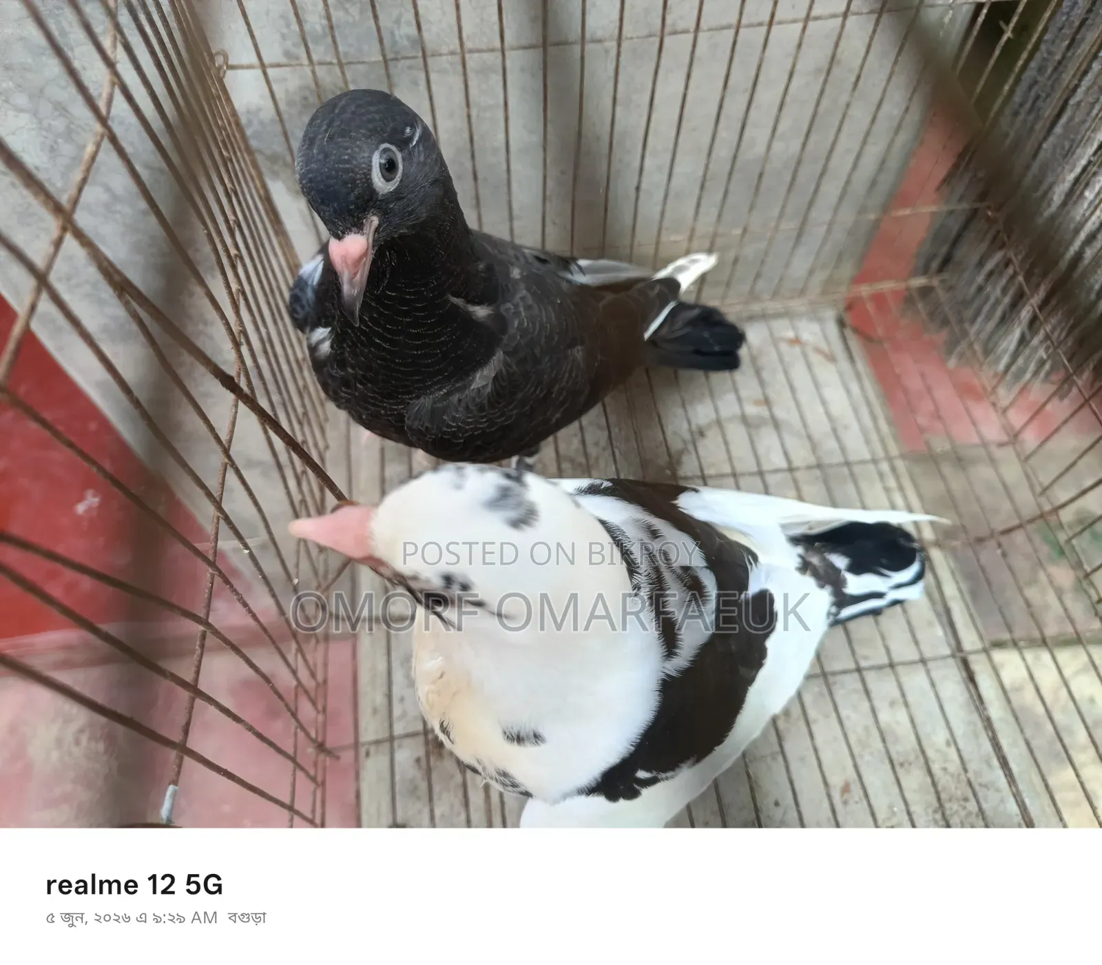 Home-raised Large Breed Pair of Pigeons