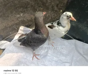 Home-raised Large Breed Pair of Pigeons