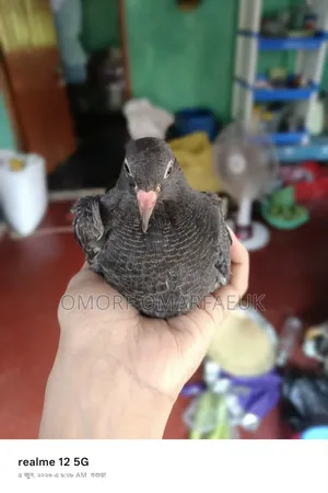 Home-raised Large Breed Pair of Pigeons