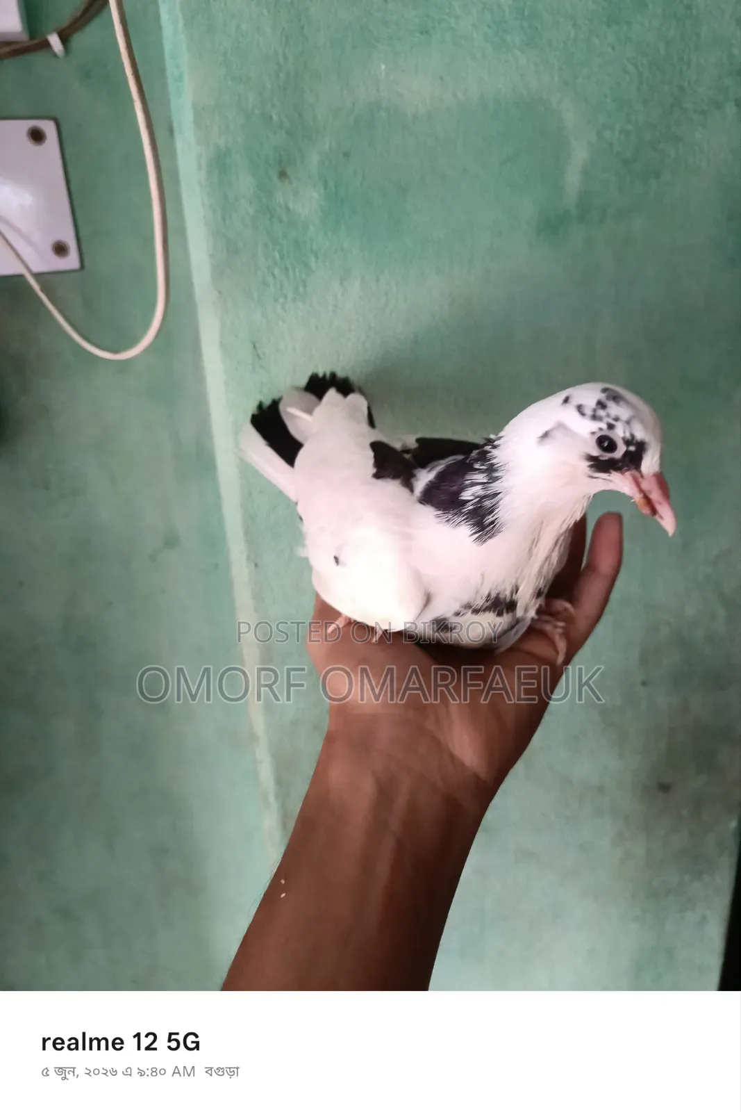 Home-raised Large Breed Pair of Pigeons
