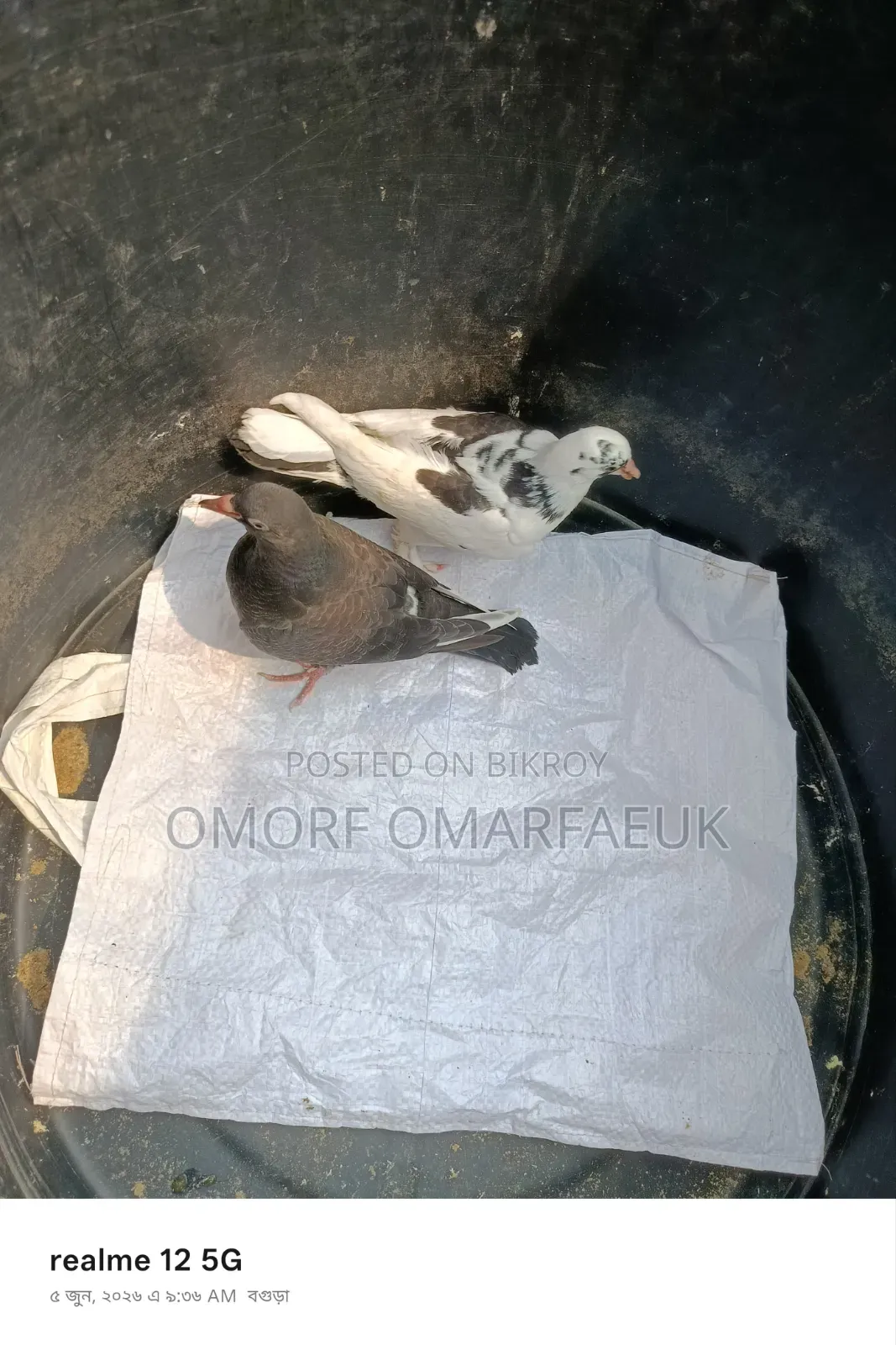 Home-raised Large Breed Pair of Pigeons
