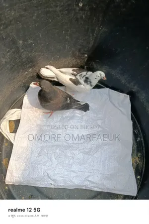 Home-raised Large Breed Pair of Pigeons