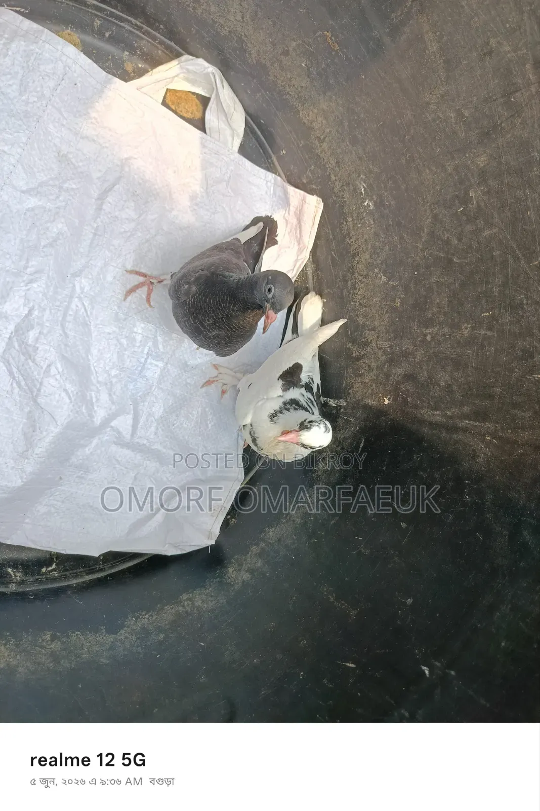 Home-raised Large Breed Pair of Pigeons