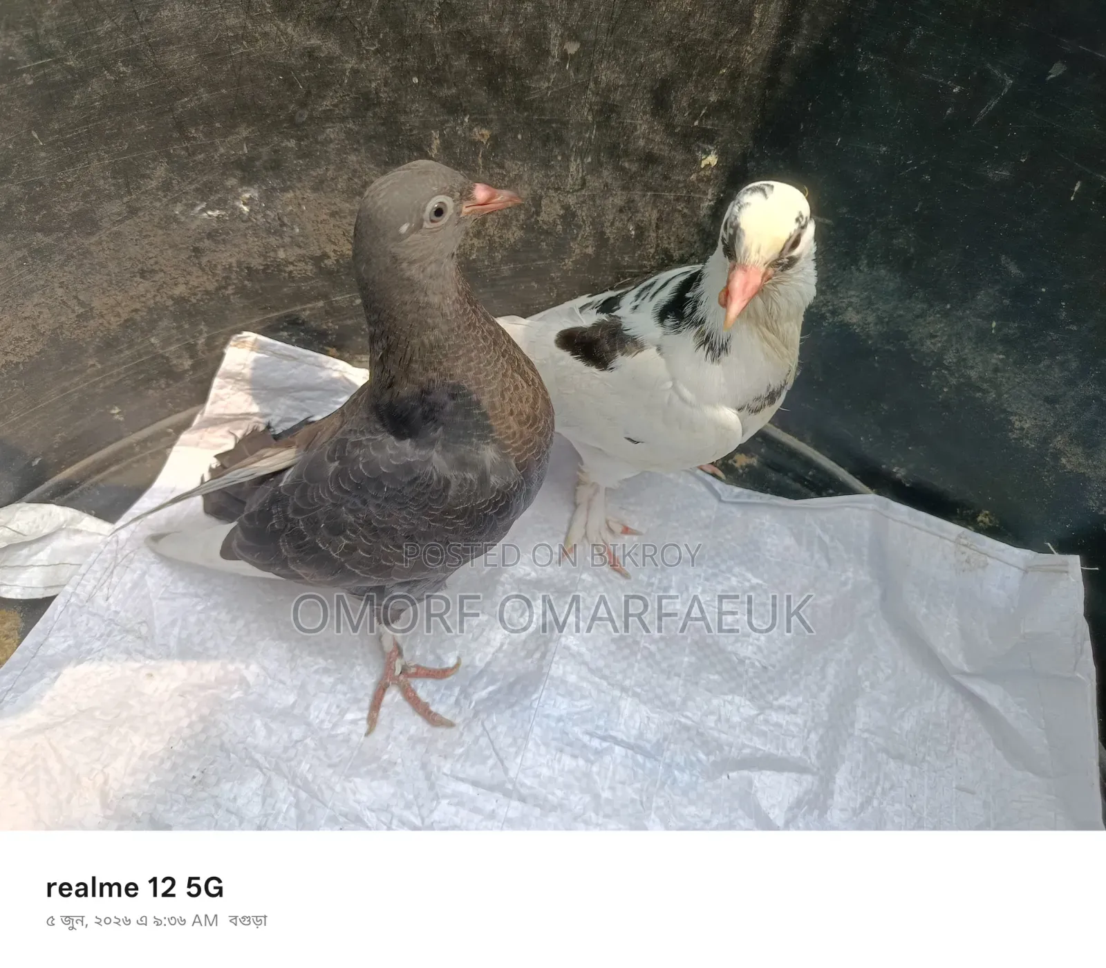 Home-raised Large Breed Pair of Pigeons