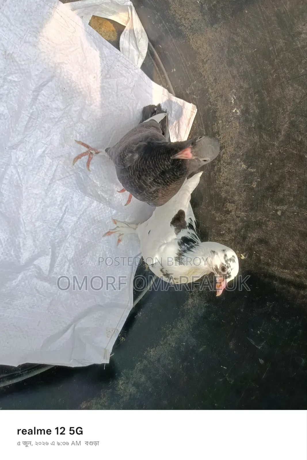 Home-raised Large Breed Pair of Pigeons